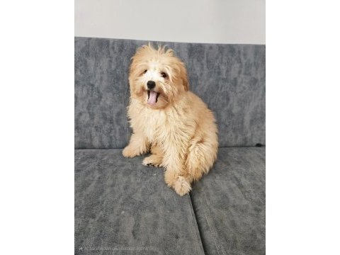 Ev doğumu 4 aylık maltipoo