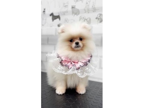 Safkan orjinal şecereli pomeranian boo yavrular