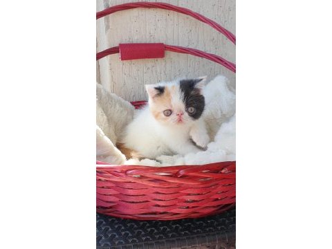 Calico exotic shorthair aşkları