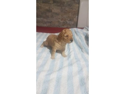 Yavru toy poodle