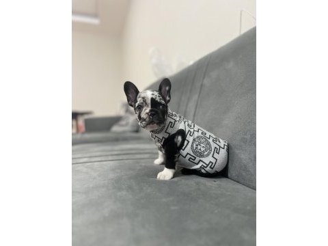 Black merle ten french bulldog