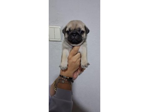 Pug mops bebekler
