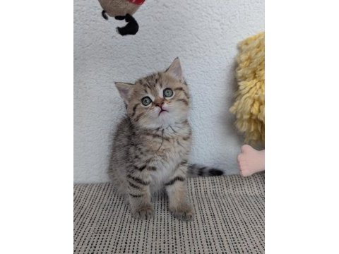 Kedimiz lokum un 4 adet british shorthair yavrusu