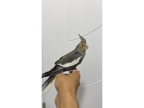 Sultan papağanı sahiplendirilecekler