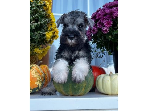 Fcı şecereli miniatute schnauzer yavru köpekler