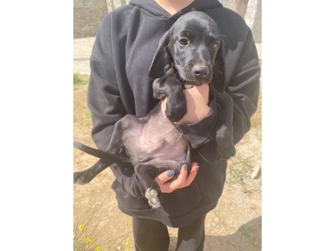 Annesi cocker baba pointer