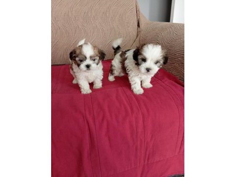 Shih tzu yavrularımız sağlık ve ırk garantili teslim