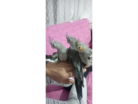 2 vayfi 1 grey ele alışkın sultan papağanı