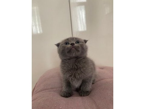 Scottish fold & straight yavrularımız