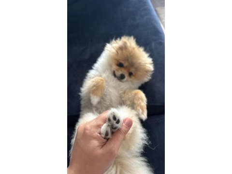 Pomeranian boo
