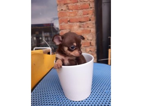 Tea cup yavru chihuahua sigara kutusu kadar