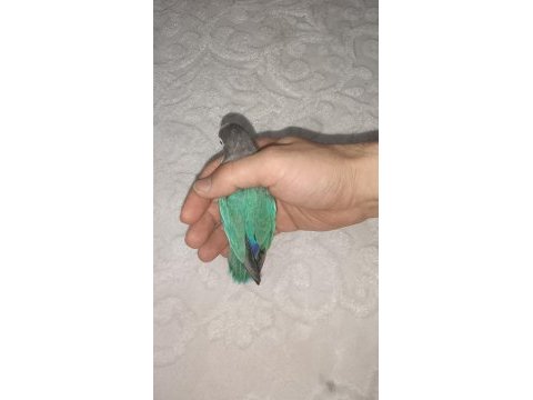 Erkek cennet papağanı 2 yaşında