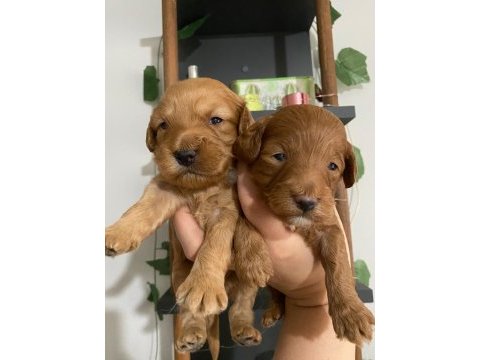 Maltipoo bebekler