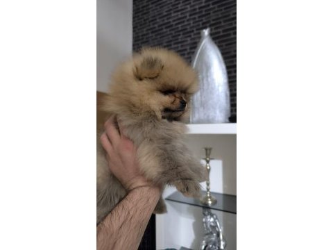 Pofuduk pomeranian minişler