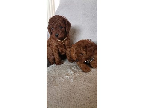 Toy poodle erkek yavrular