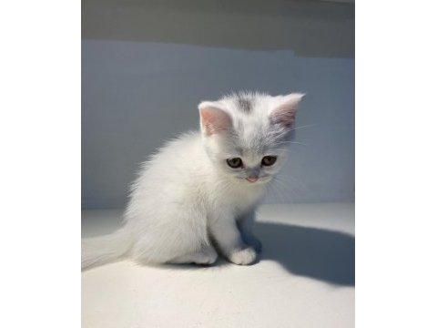 Kendini sevdiren bir bebek kedimiz eşyaları ile verilecek