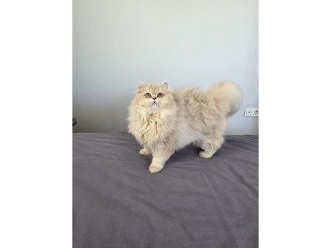 British longhair kedilerim