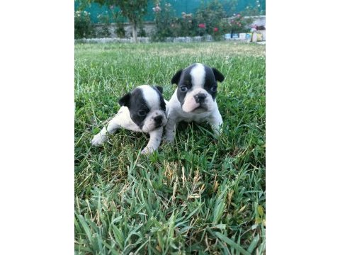 Orijinal erkek french bulldog yavrular