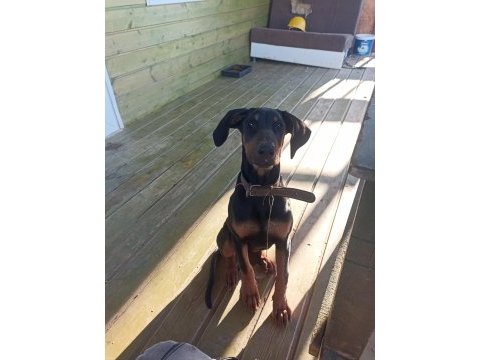Dişi doberman köpeği
