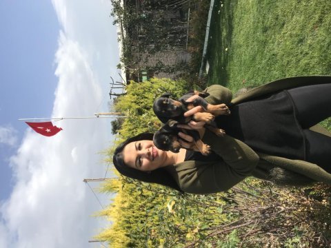 Safkan king doberman yavrularım