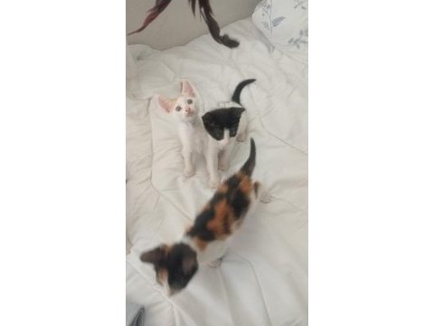 Ücretsiz sahiplendirilecek kediler tuvalet eğitimli
