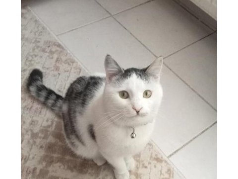Sıcak kanlı sevecen boncuk kedim