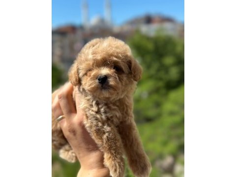 Toy poodle maltipoo bebekler