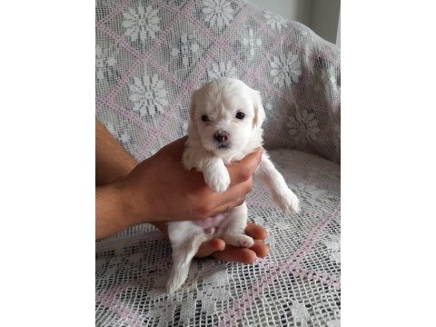 Sütten kesilmeye hazır maltipoo yavrular