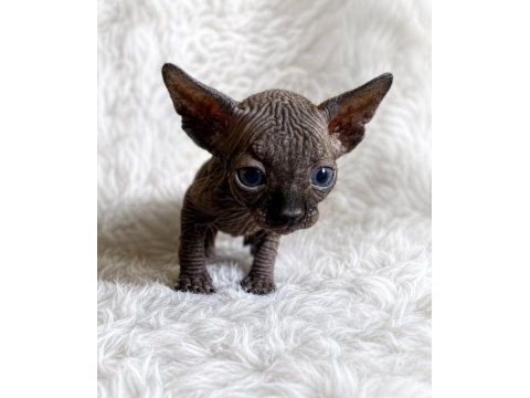 A kalite black sphynx