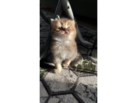 British longhair erkek