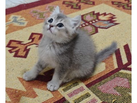 A kalite british shorthair blue golden