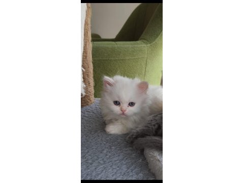 Hazır british longhair yavrular