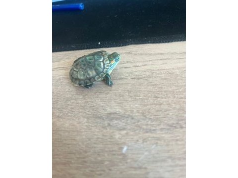 Yavru kırmızı yanak su kaplumbağası