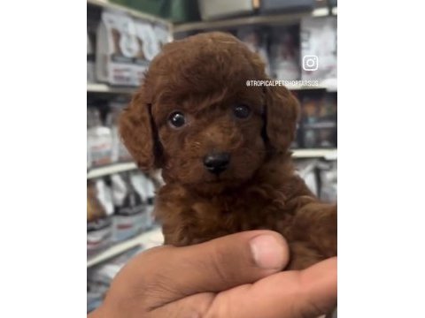 Safkan toy poodle yavrularımız