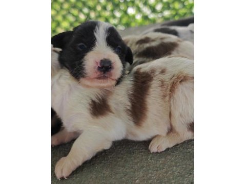 4 aralık doğumlu afacan border collie