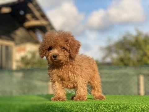 Toy poodle dişi erkek bebeklerim
