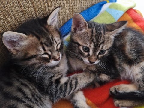 Melez kedimiz