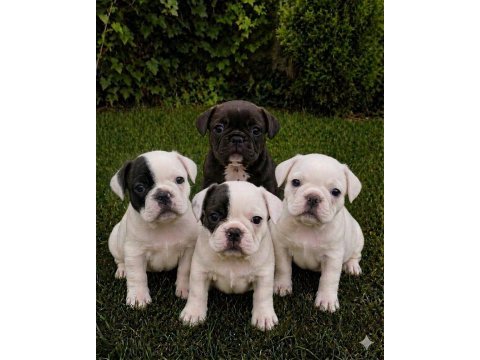 Dişi erkek fransız bulldog bebekler