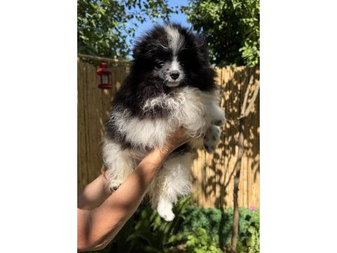 Pomeranian boo bicolor erkek uygun