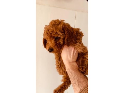 Dişi poodle yavrumuz