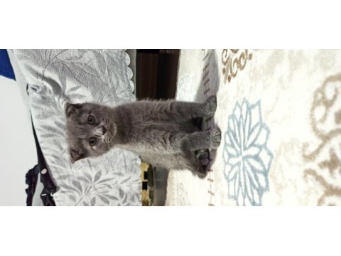 2 aylık dişi scottish fold
