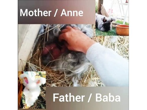 Şecereli angora tavşanı