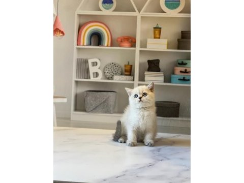 A kalite brıtısh shorthair yavrularım 