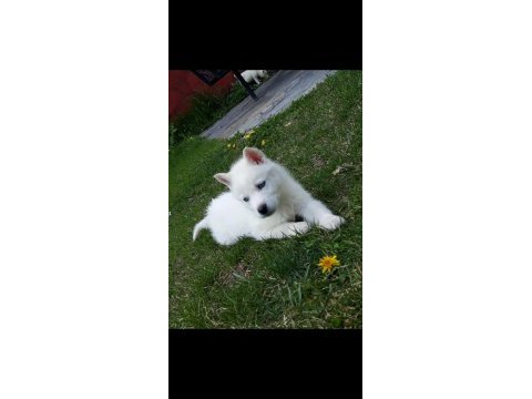 A kalite emsalsiz safkan husky yavrular
