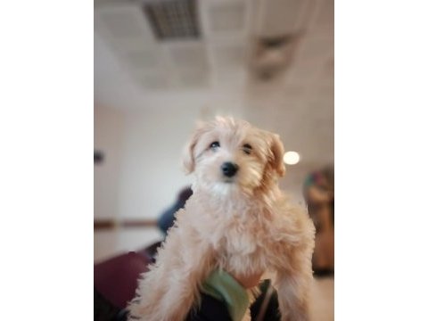 9 aylık maltipoo kızımı sahiplendirmek istiyorum