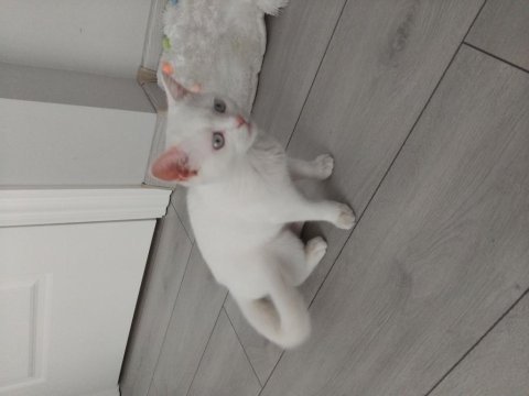 Dünyalar güzeli british shorthair mavişim