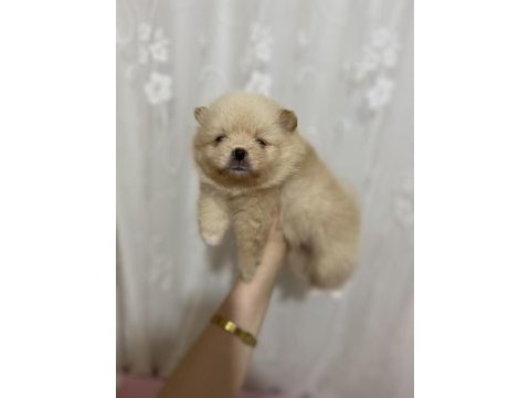 1 ay sonra rezerve edilecek pomeranian