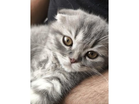 Ankara scottish fold kedimiz