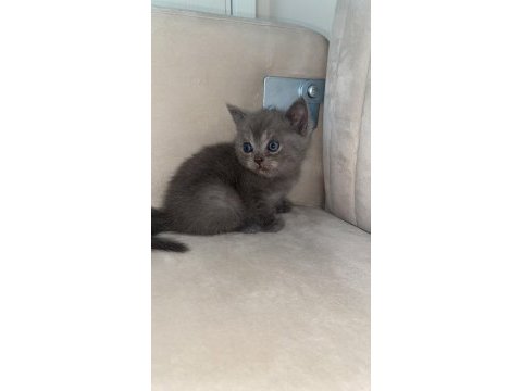 Yavru scottish fold kedilerimiz yeni yuvalarını bekliyor