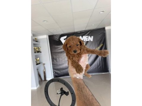 Maltese yavrular maltipo ve toy poodle yavrular ankara